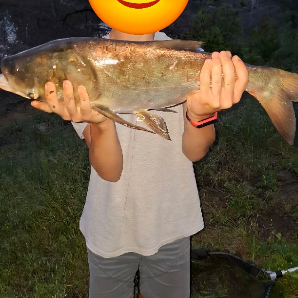Bighead Carp
