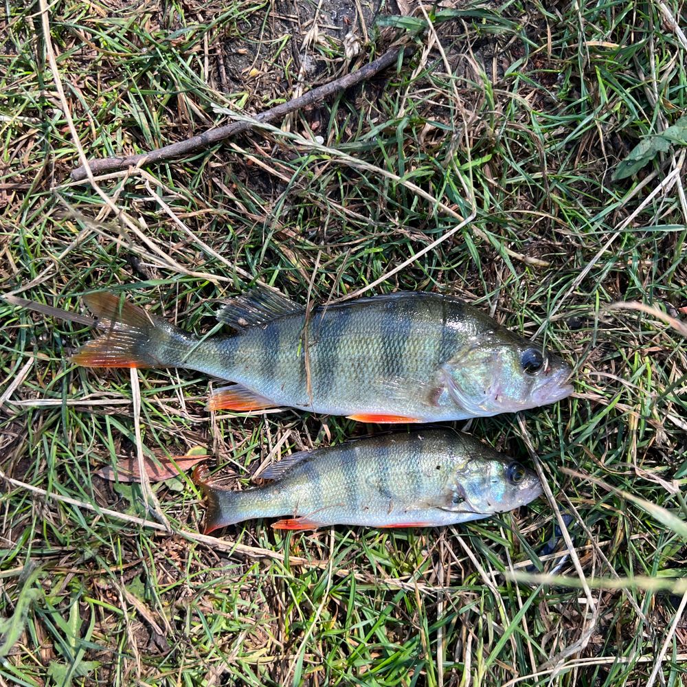 🐠