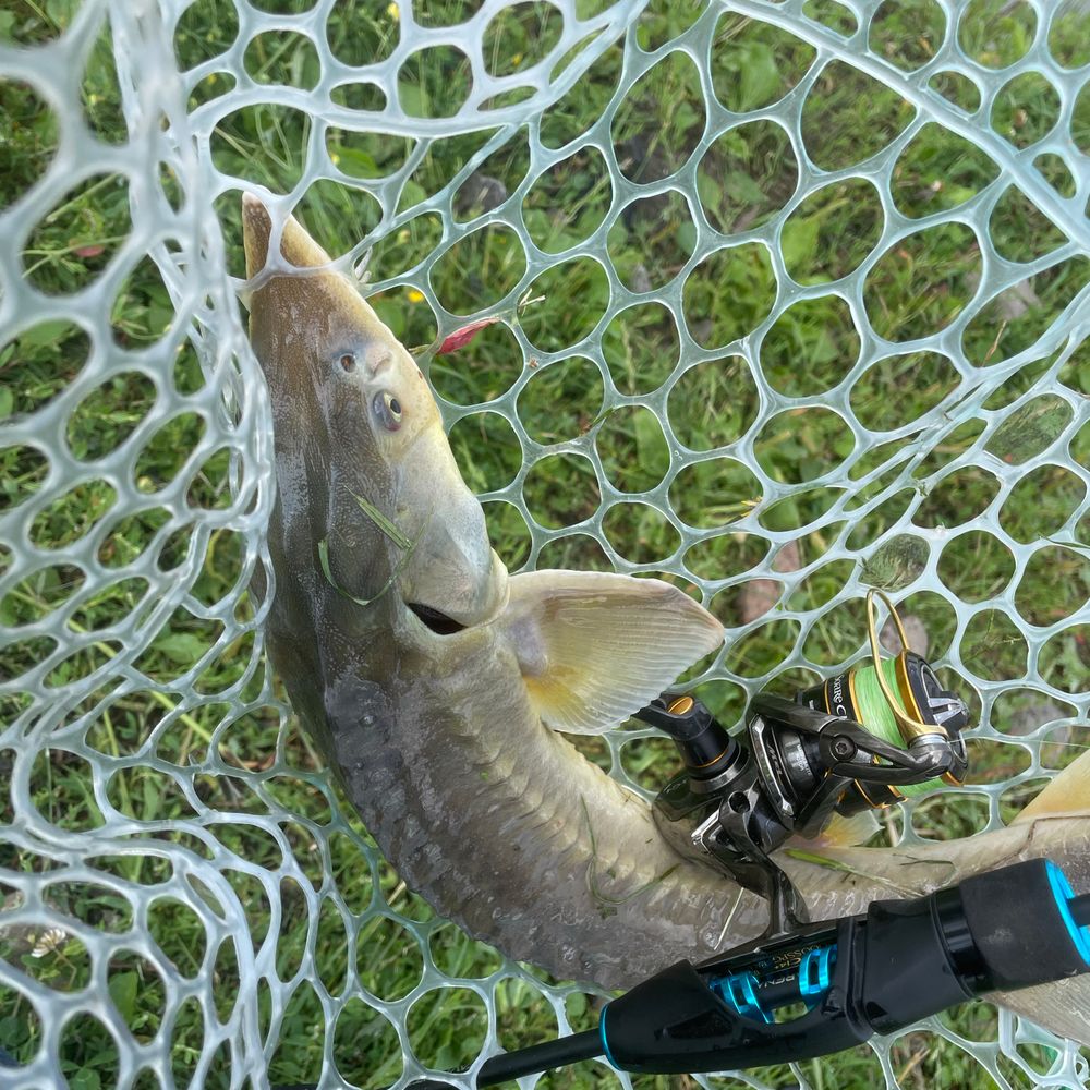 Krychevyczi area fishing 