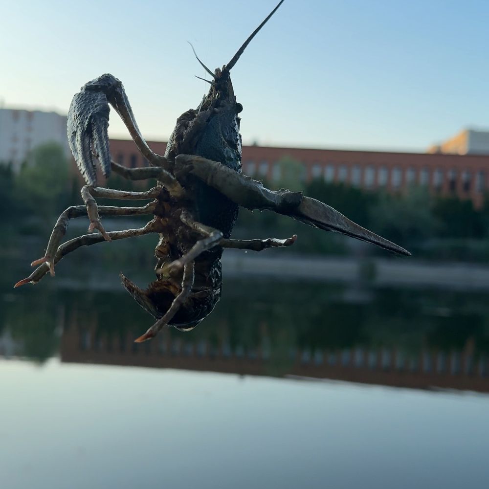 Полтва 