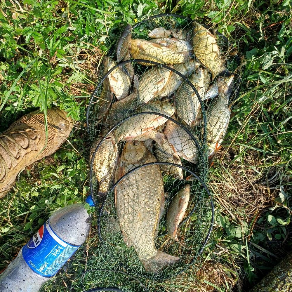 річка Коденка