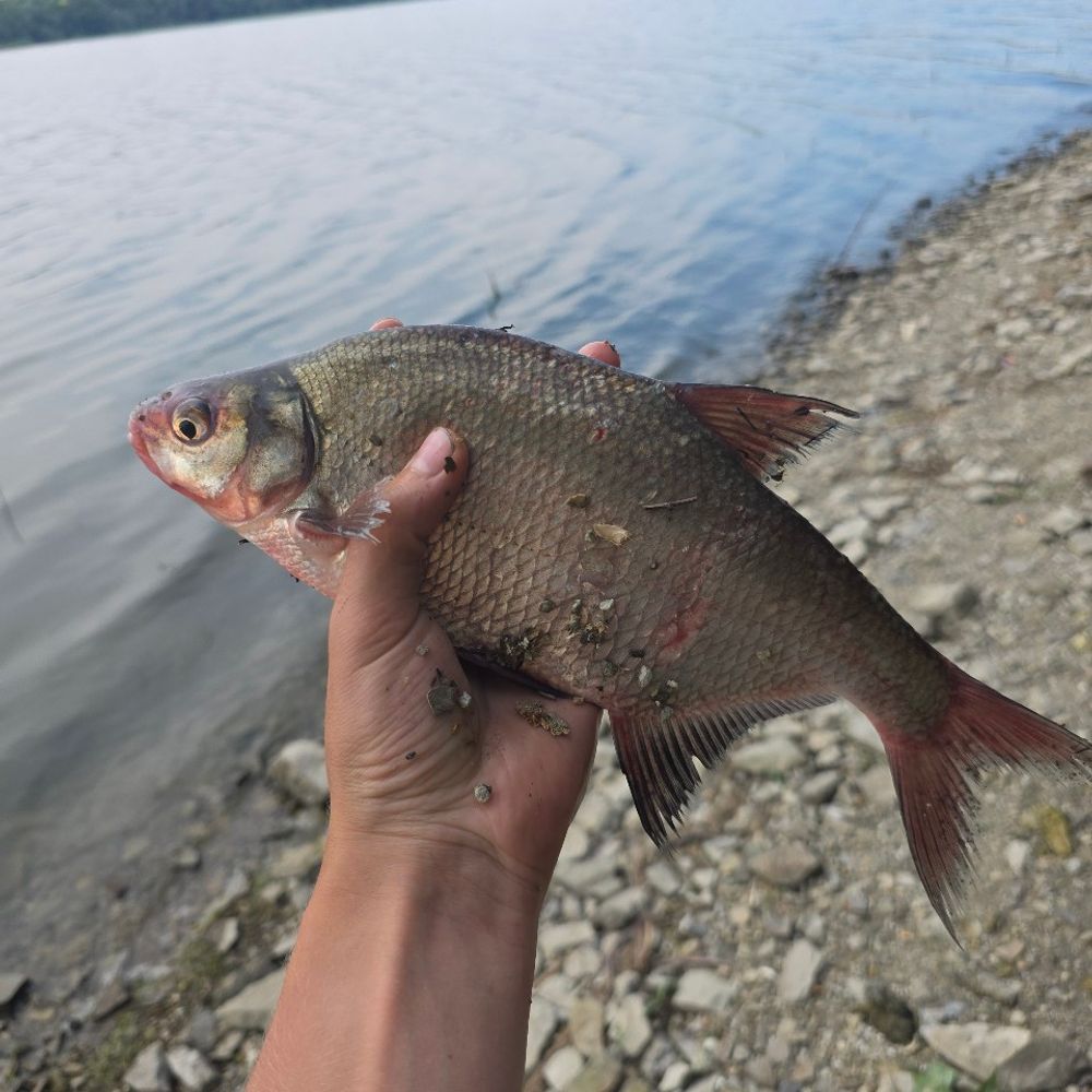 Дністер