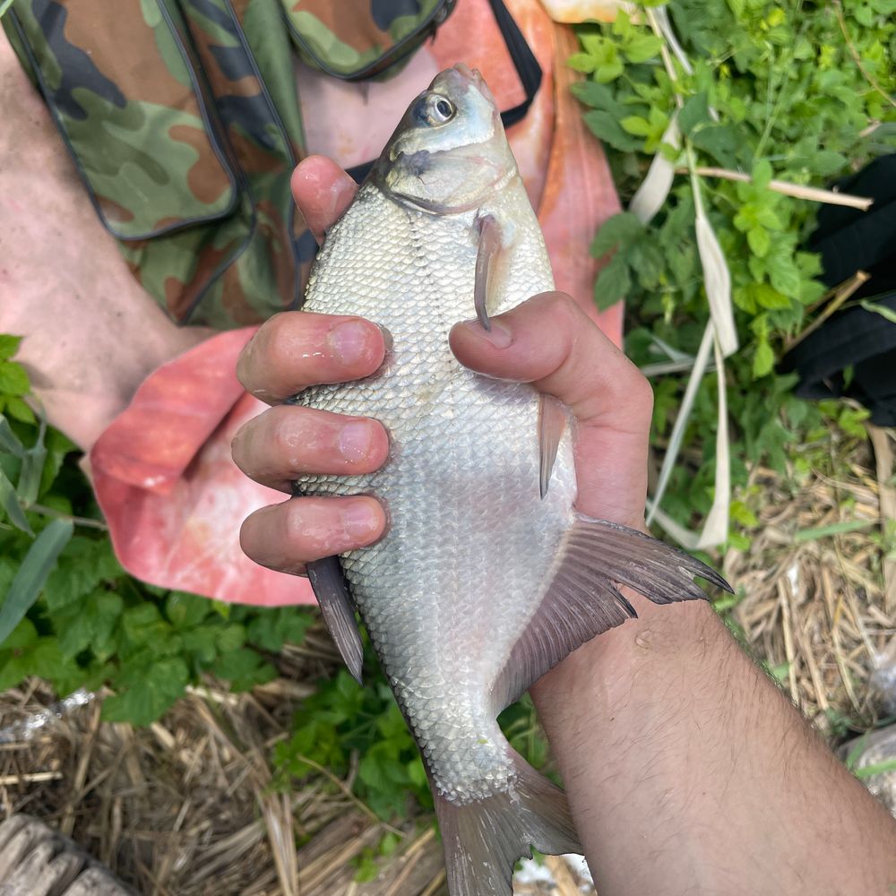 🐠