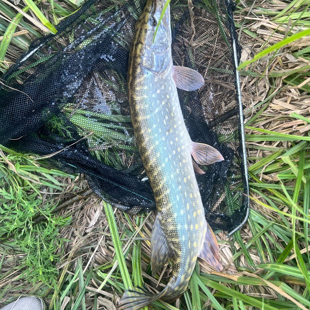 Інгулець 