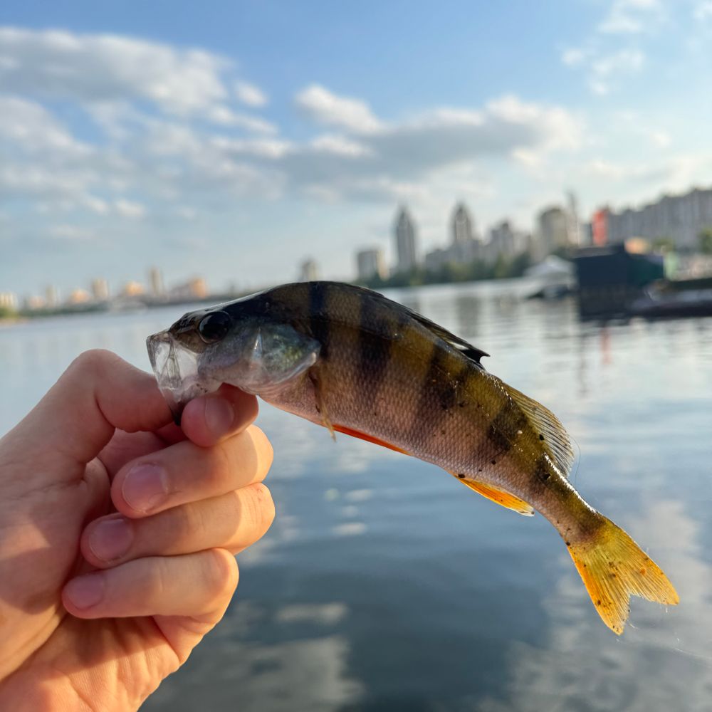 🐟