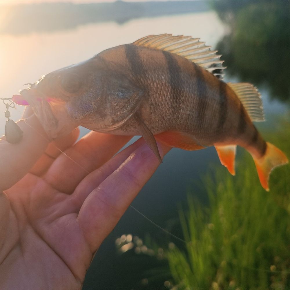 Войнівка 