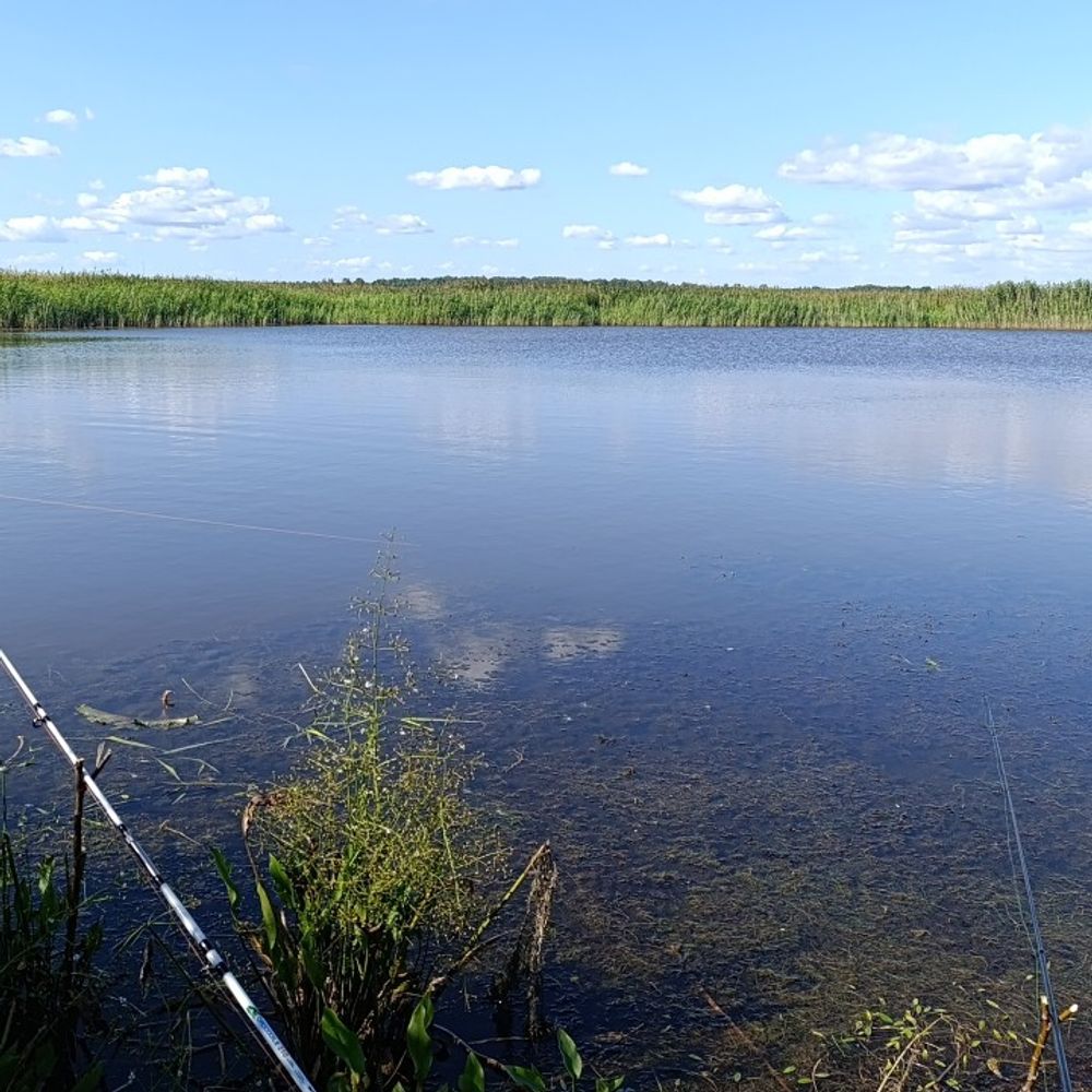 Карась