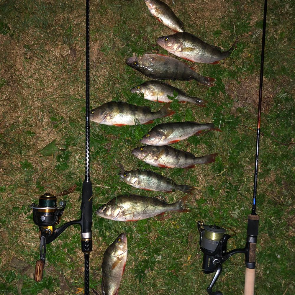 Snoek