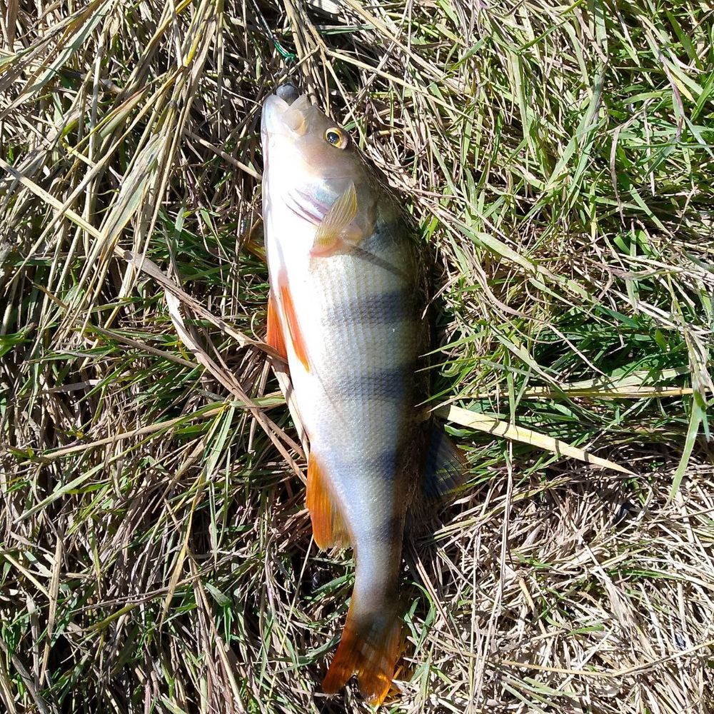 р.Громоклія 