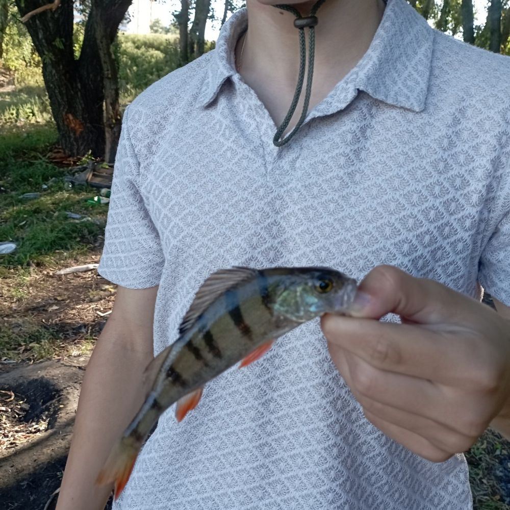 лебедине