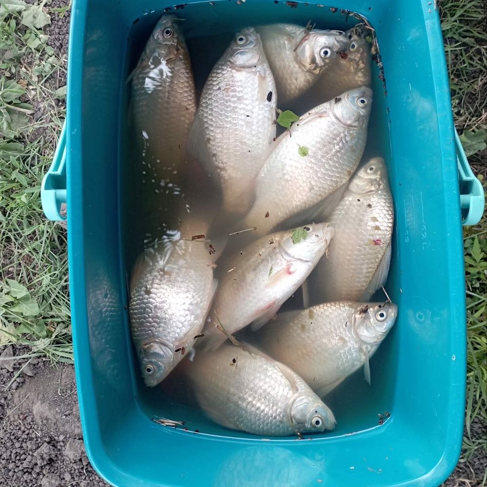 Став витківці