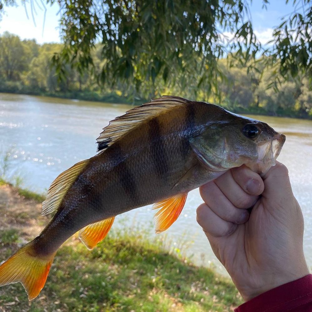 Дерево на воді