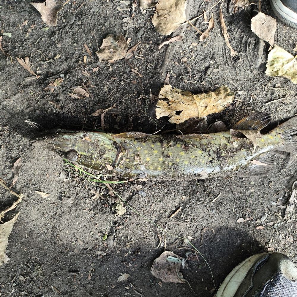 оз Кордонське 