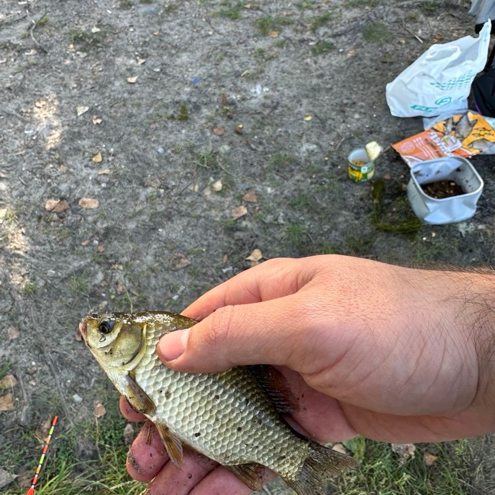 Затока Миколайчик