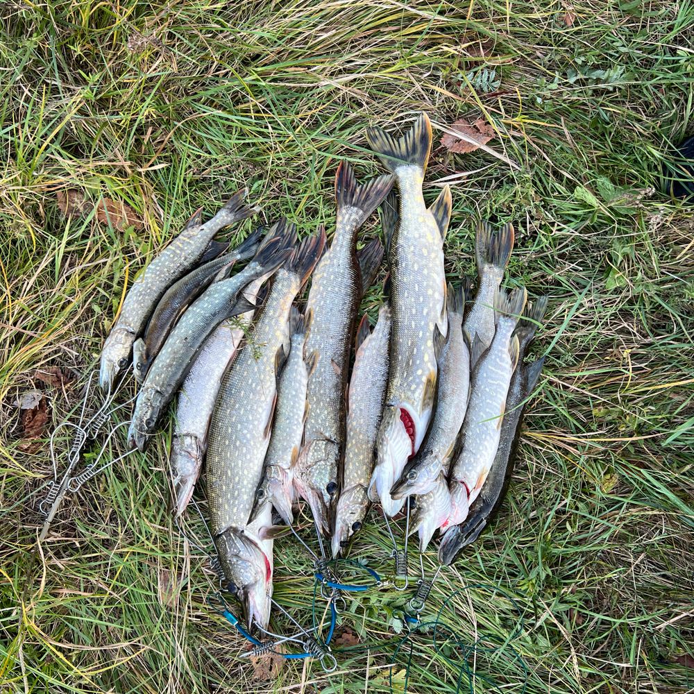Pike