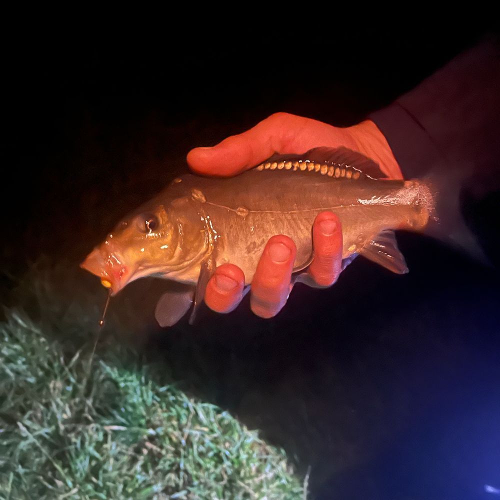 Karp