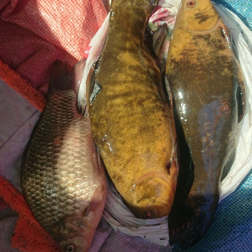 івачів 