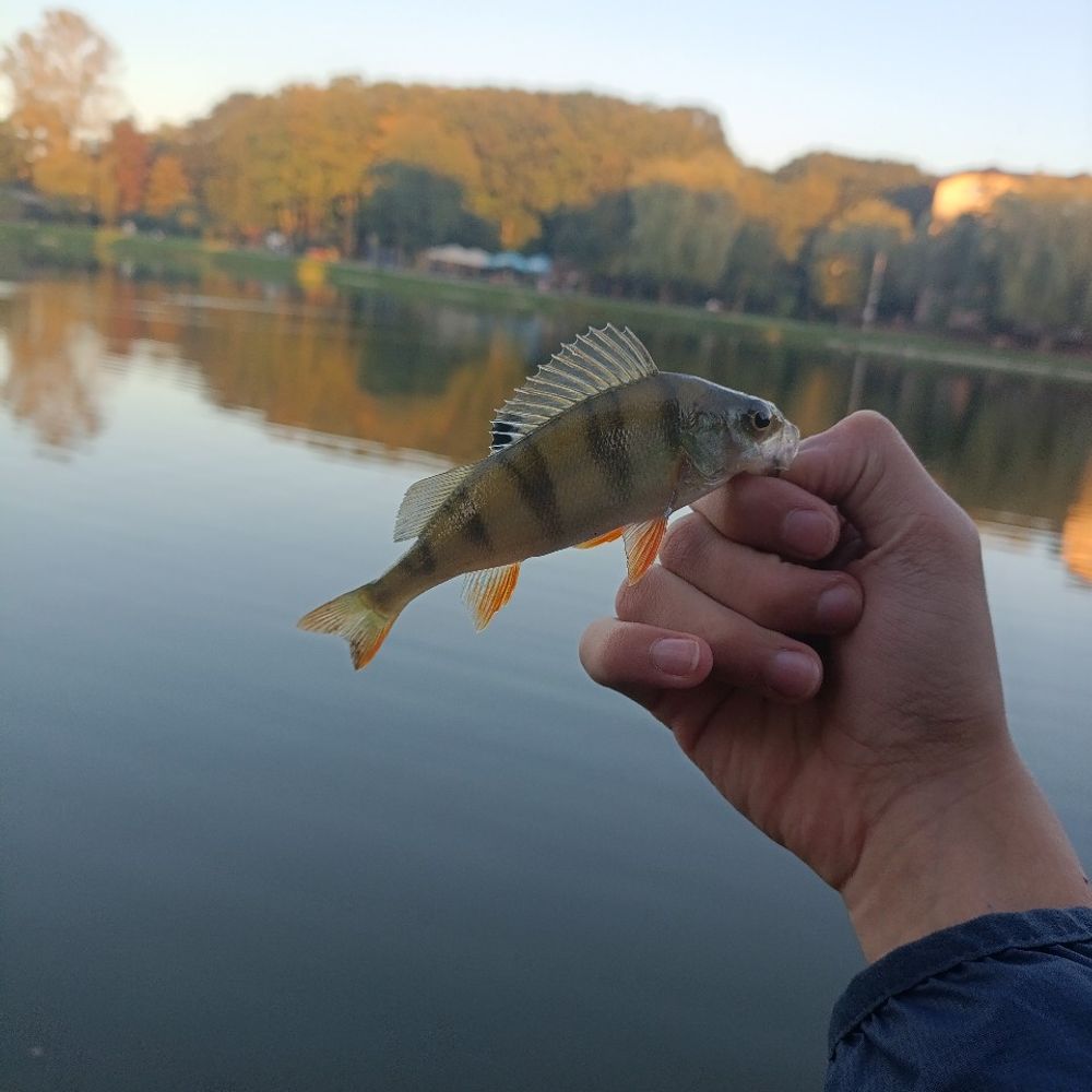 комсік