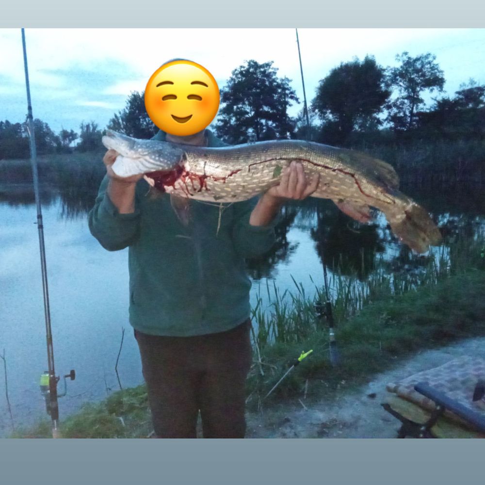 Ставок