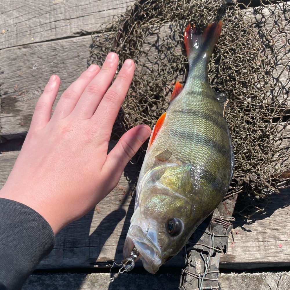 Водолій
