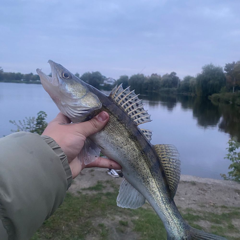 Басів кут