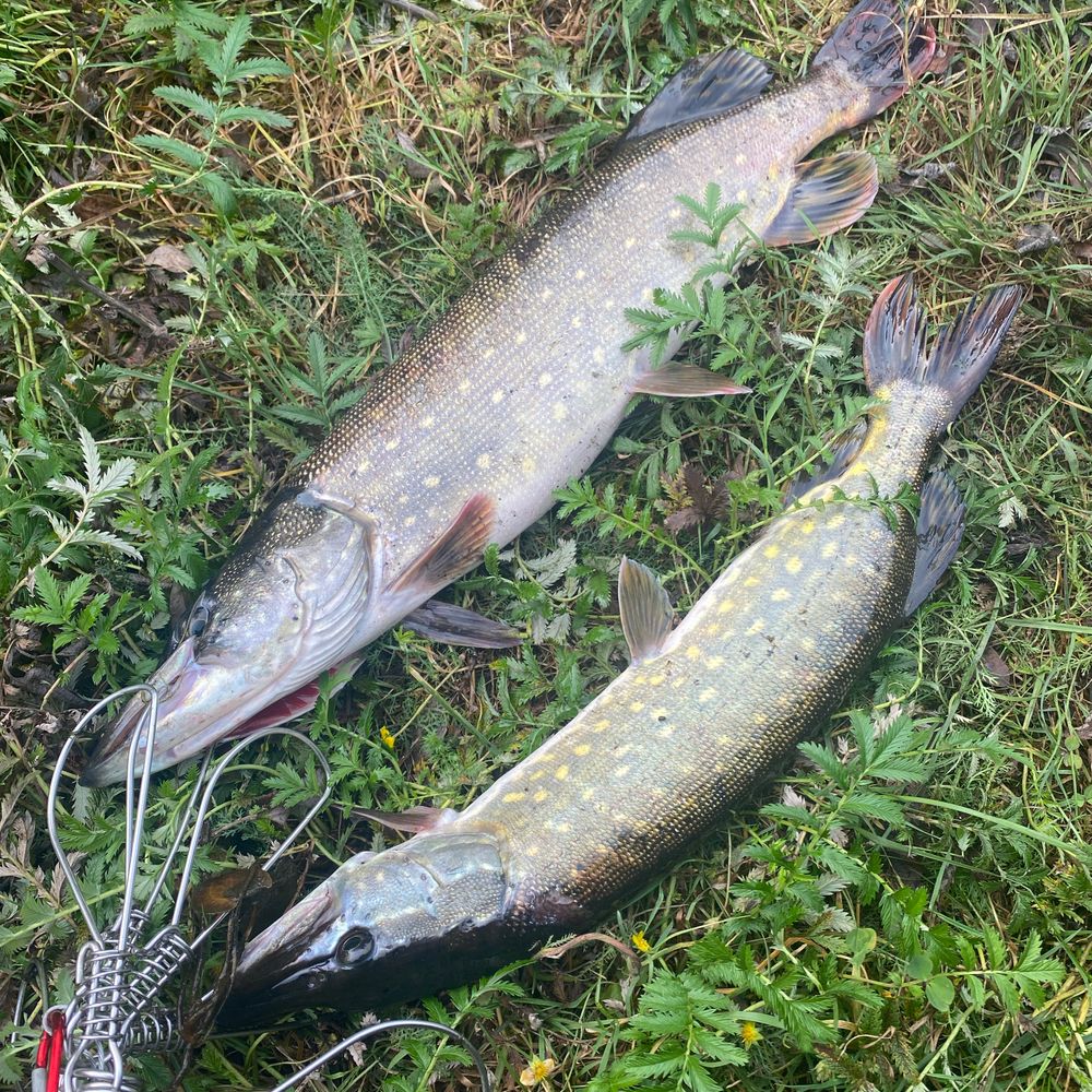 Pike