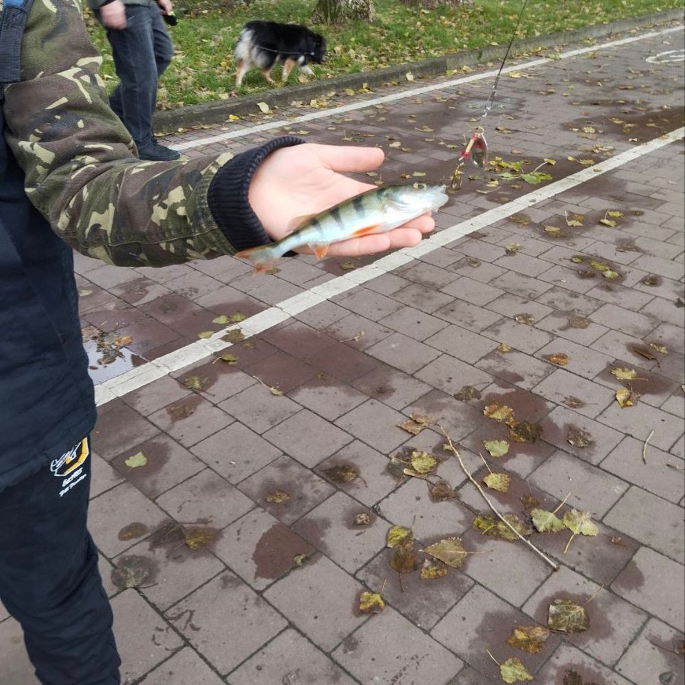 Тернопільський став