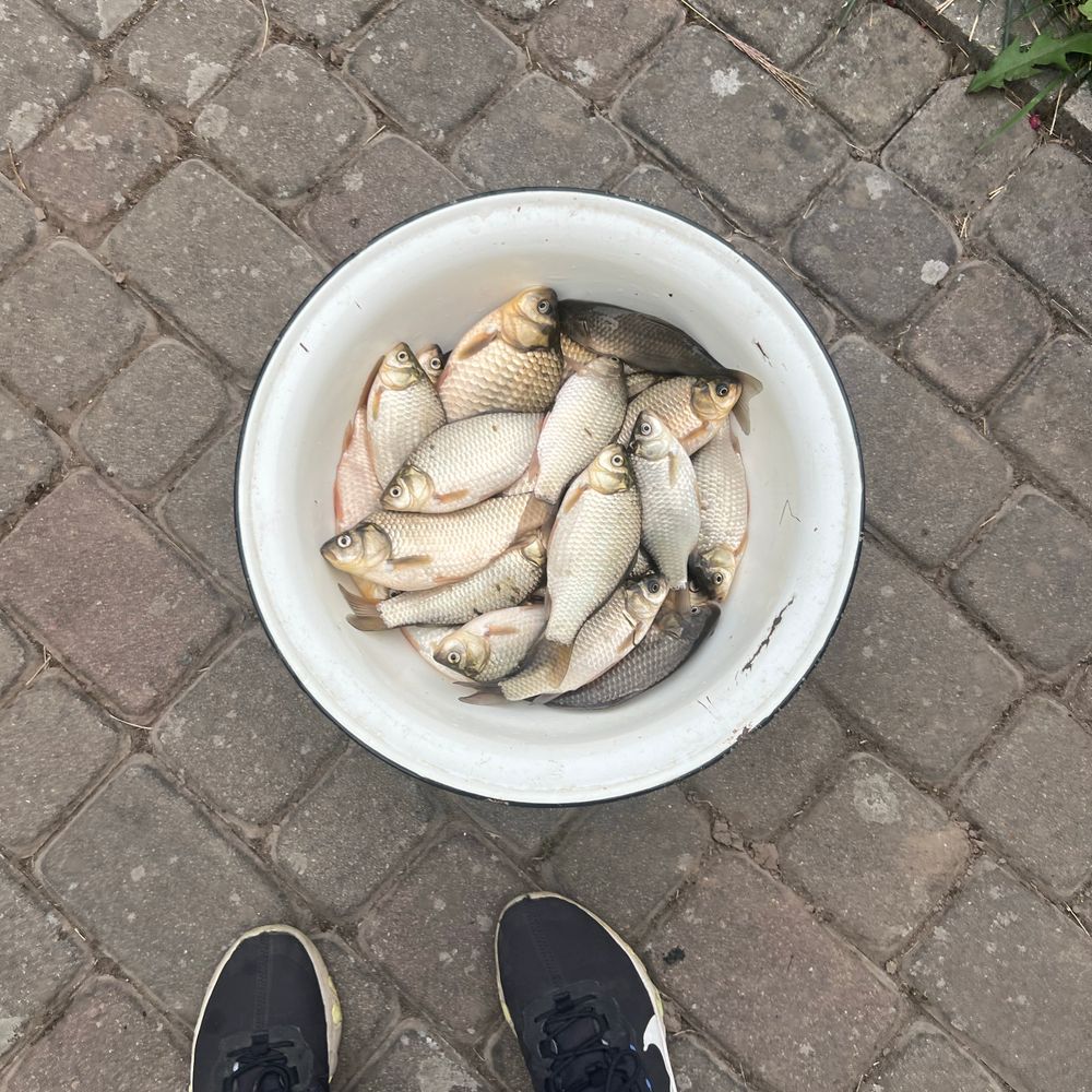 Нове село