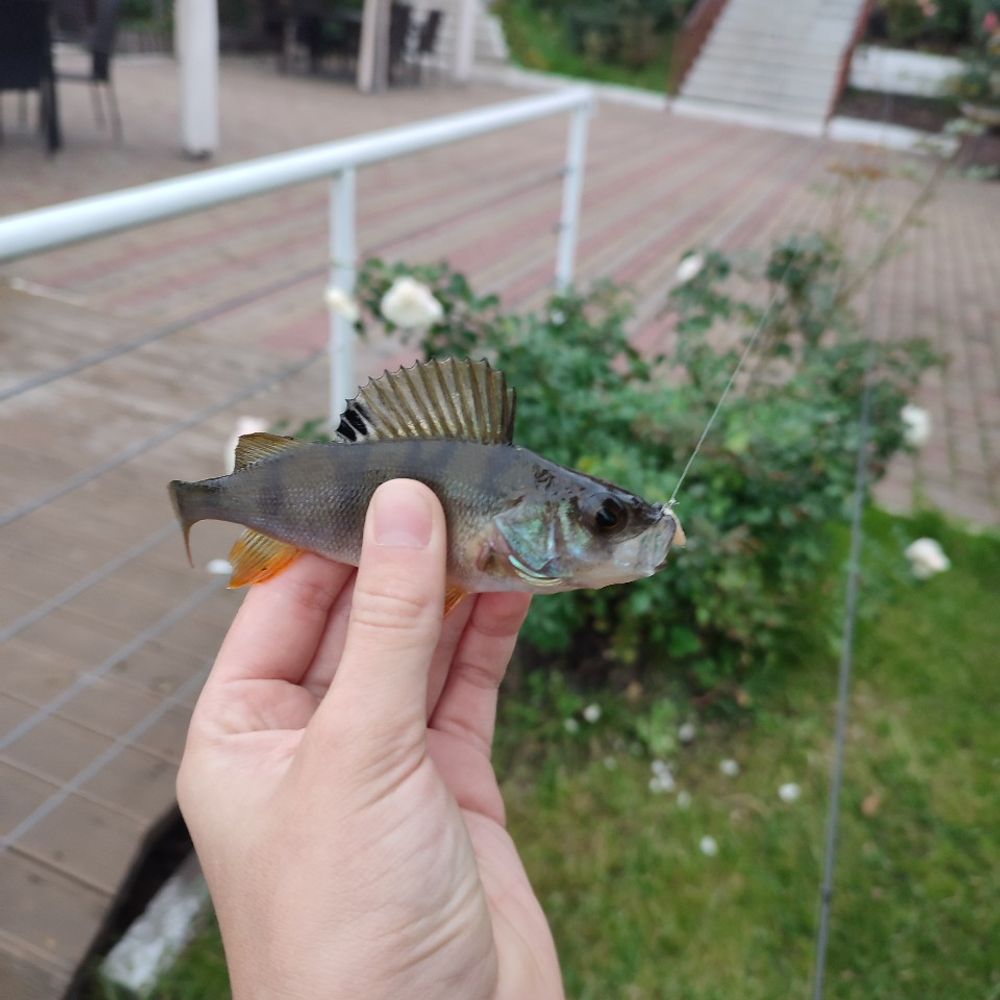 сонячне