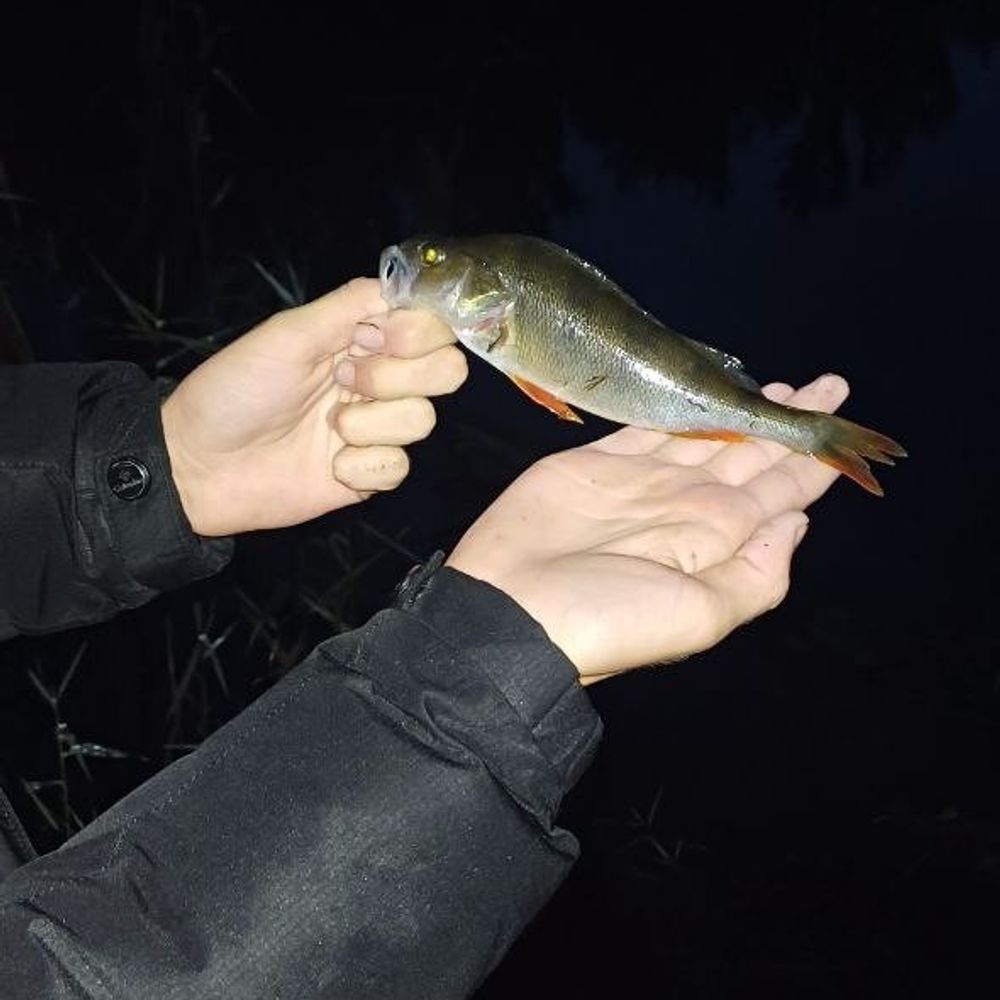 інгул 