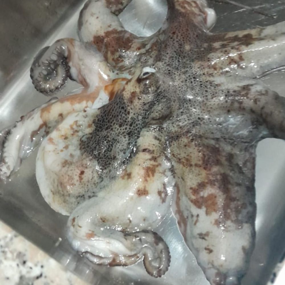 balanegra