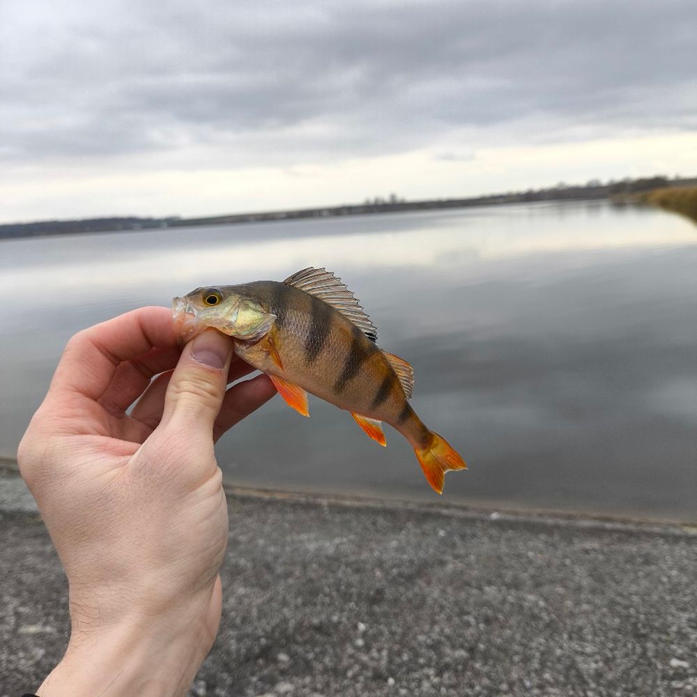 гамаліївське водосховищі 