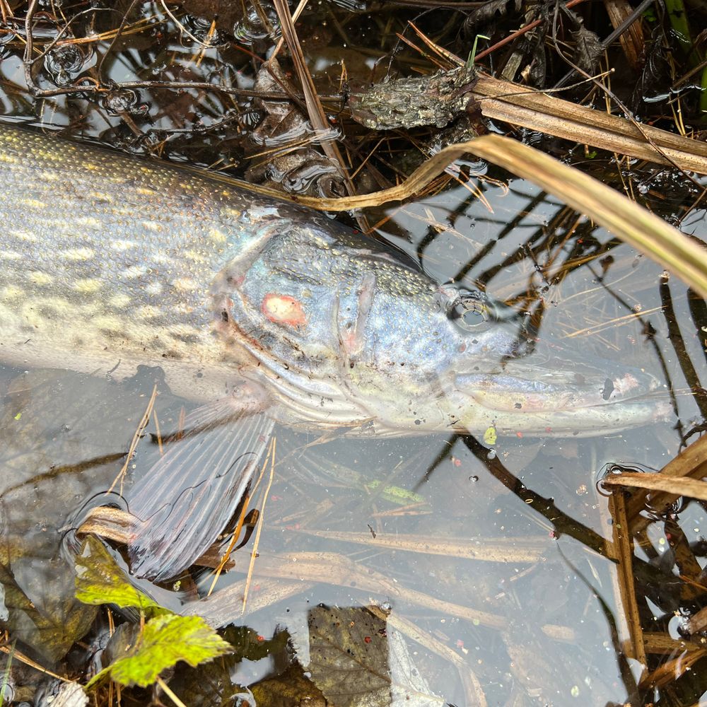 Sunny pike