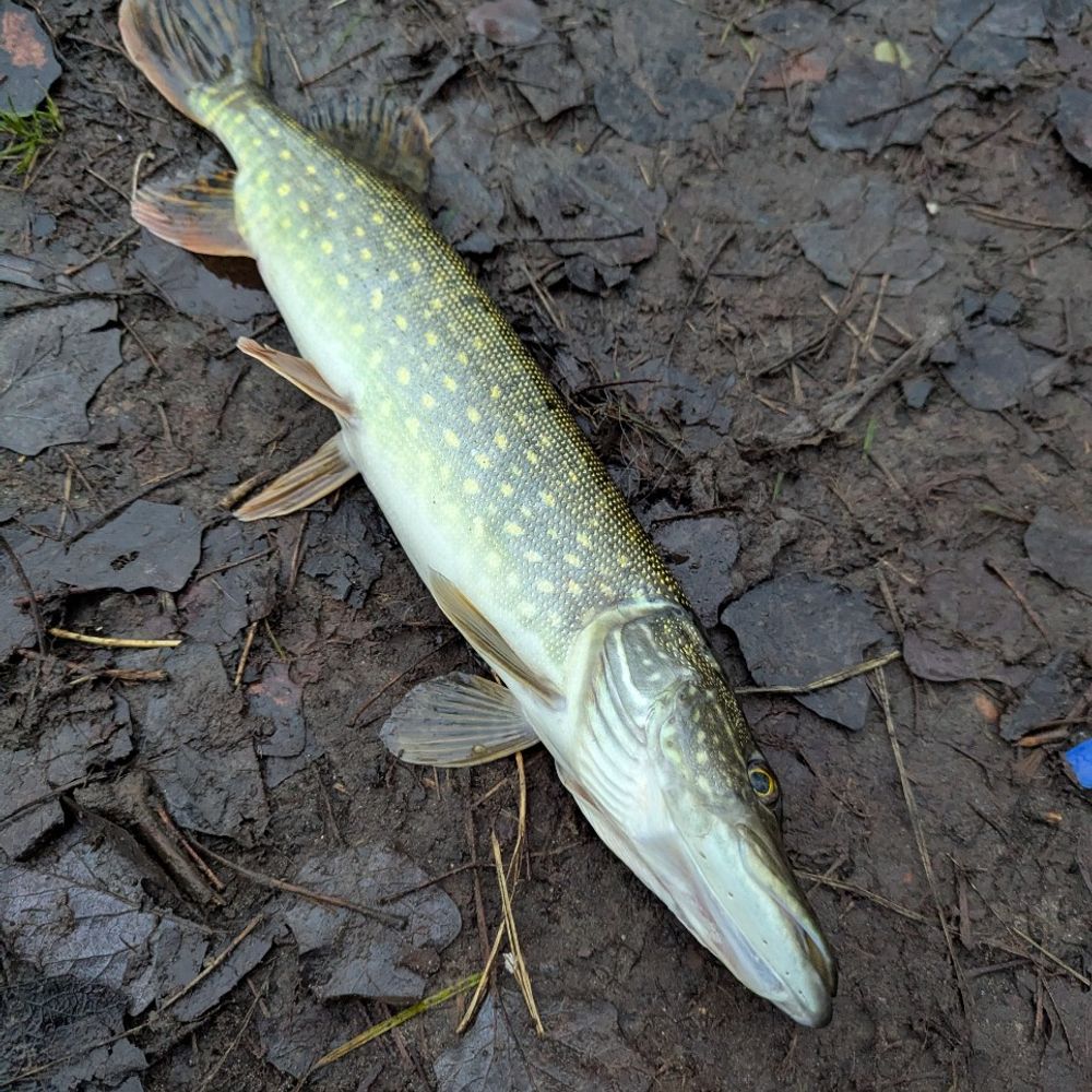 Чешка
