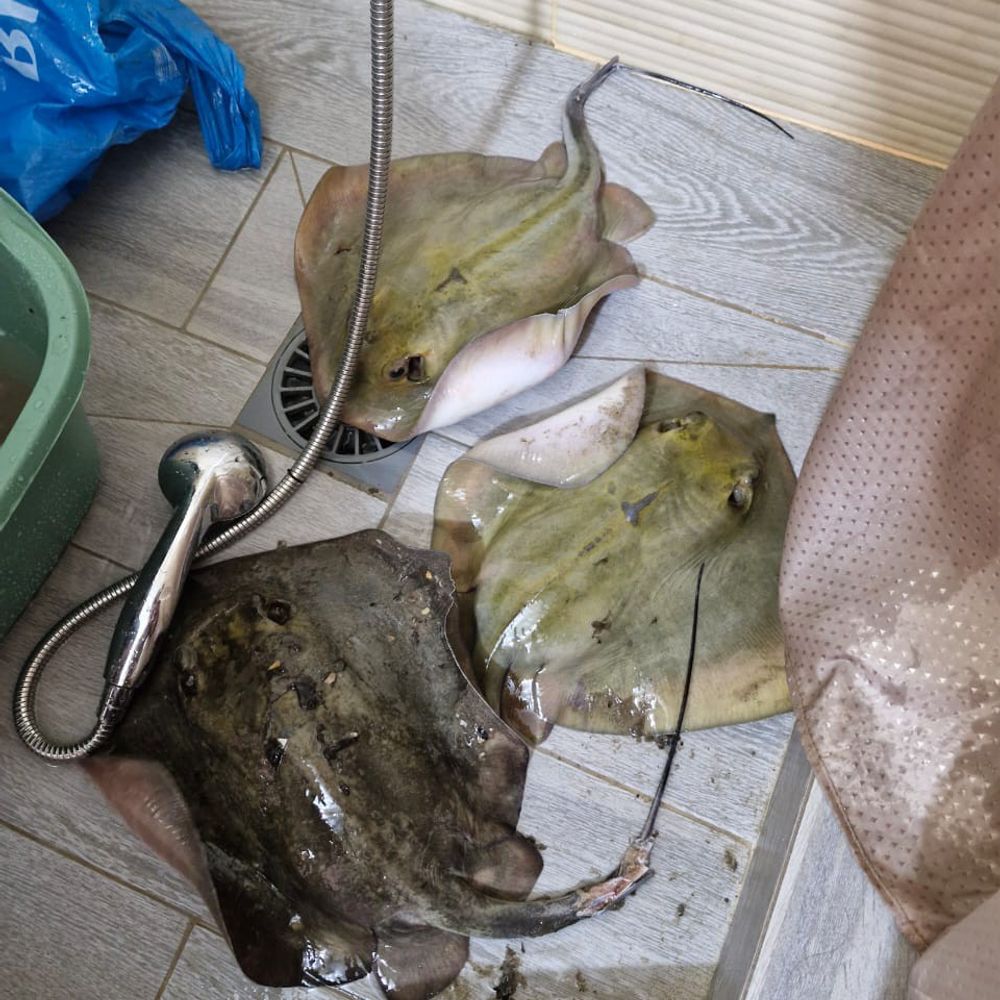 Stingray
