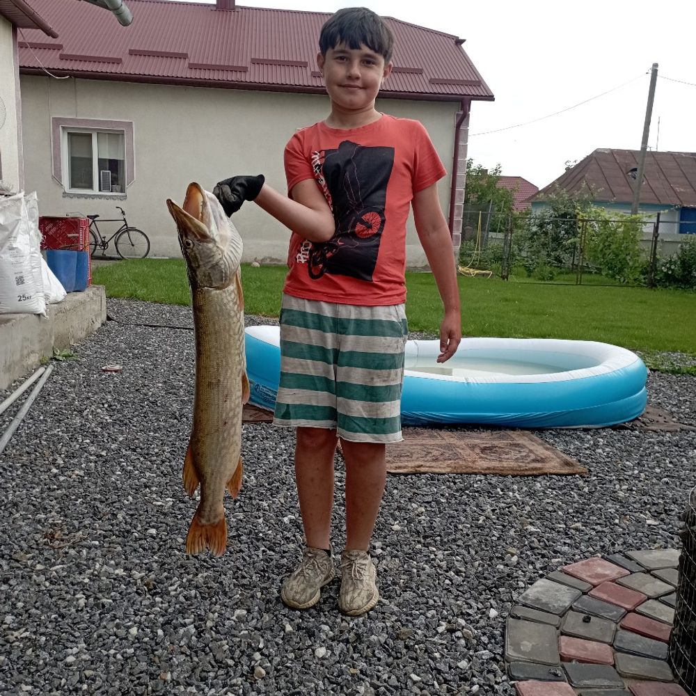 Білий амур