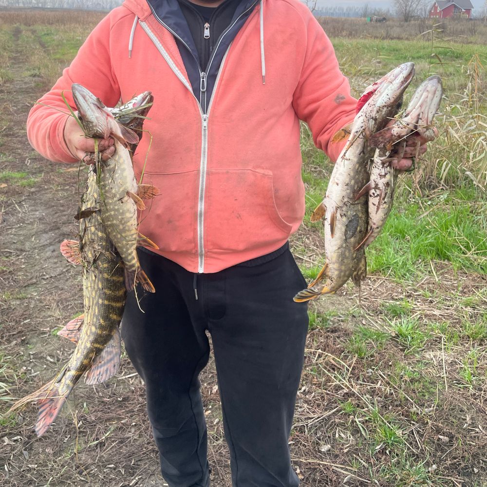 Озеро коло лісу 