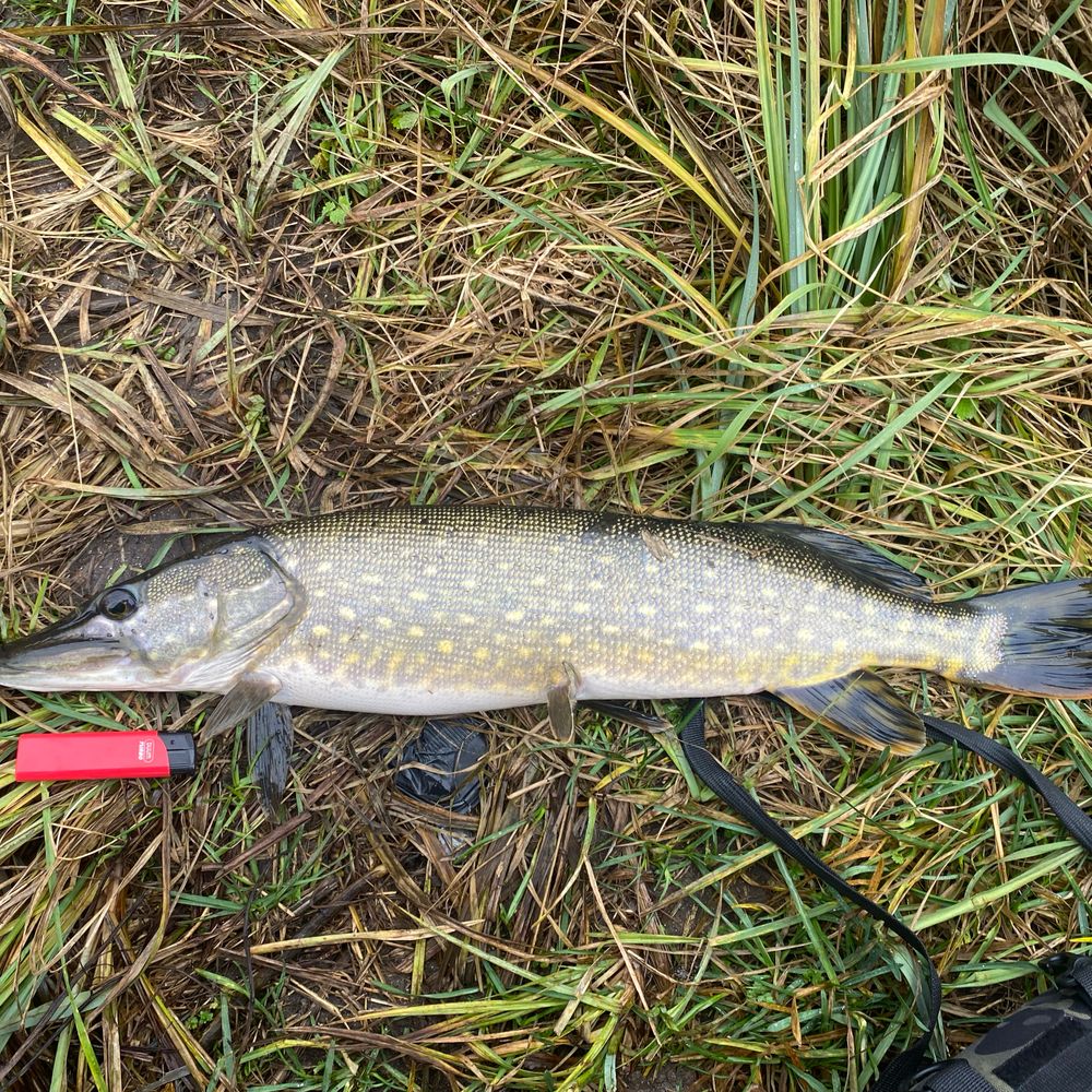 Pike