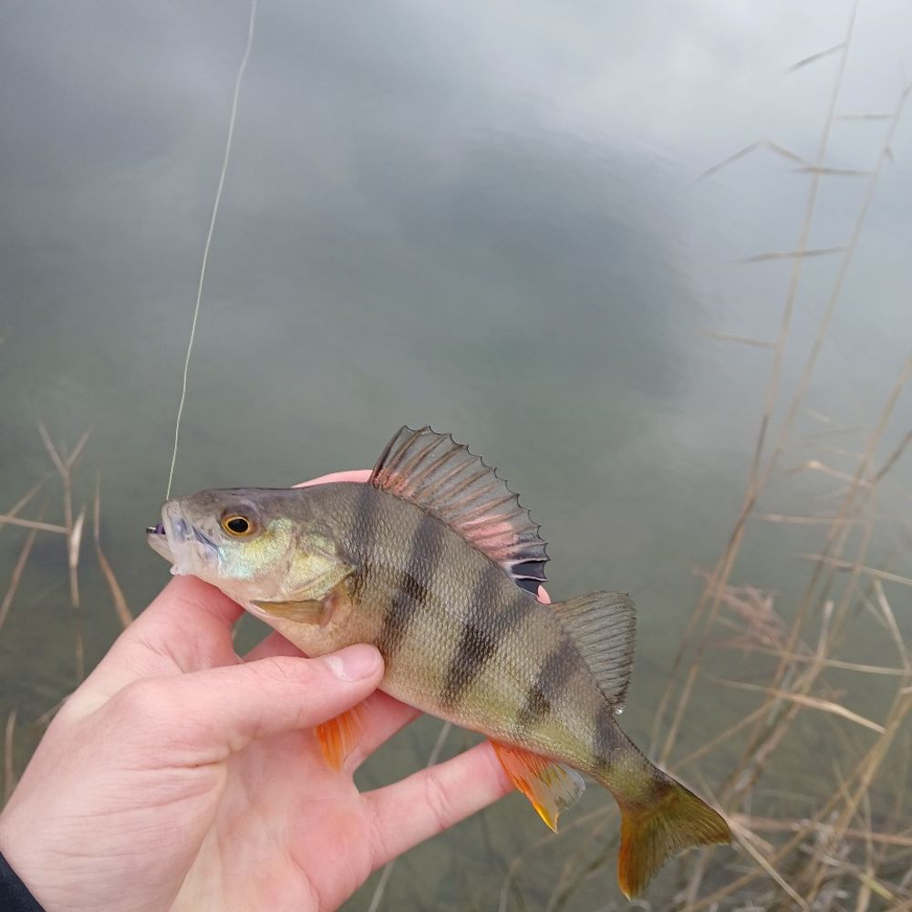 🎣