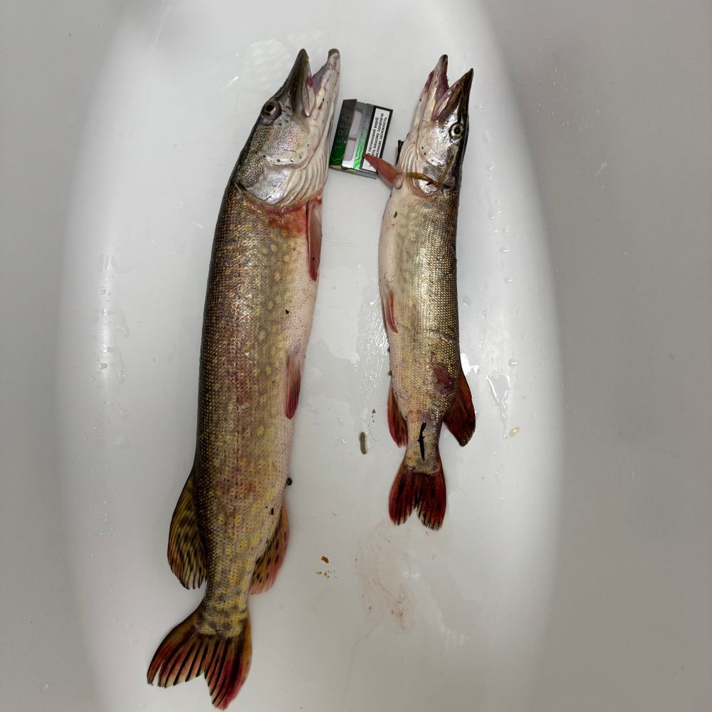 Щука