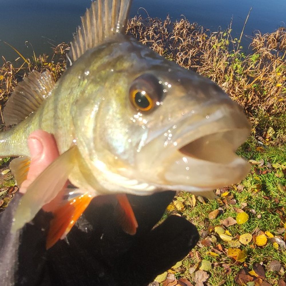 Коломийська_рибалка