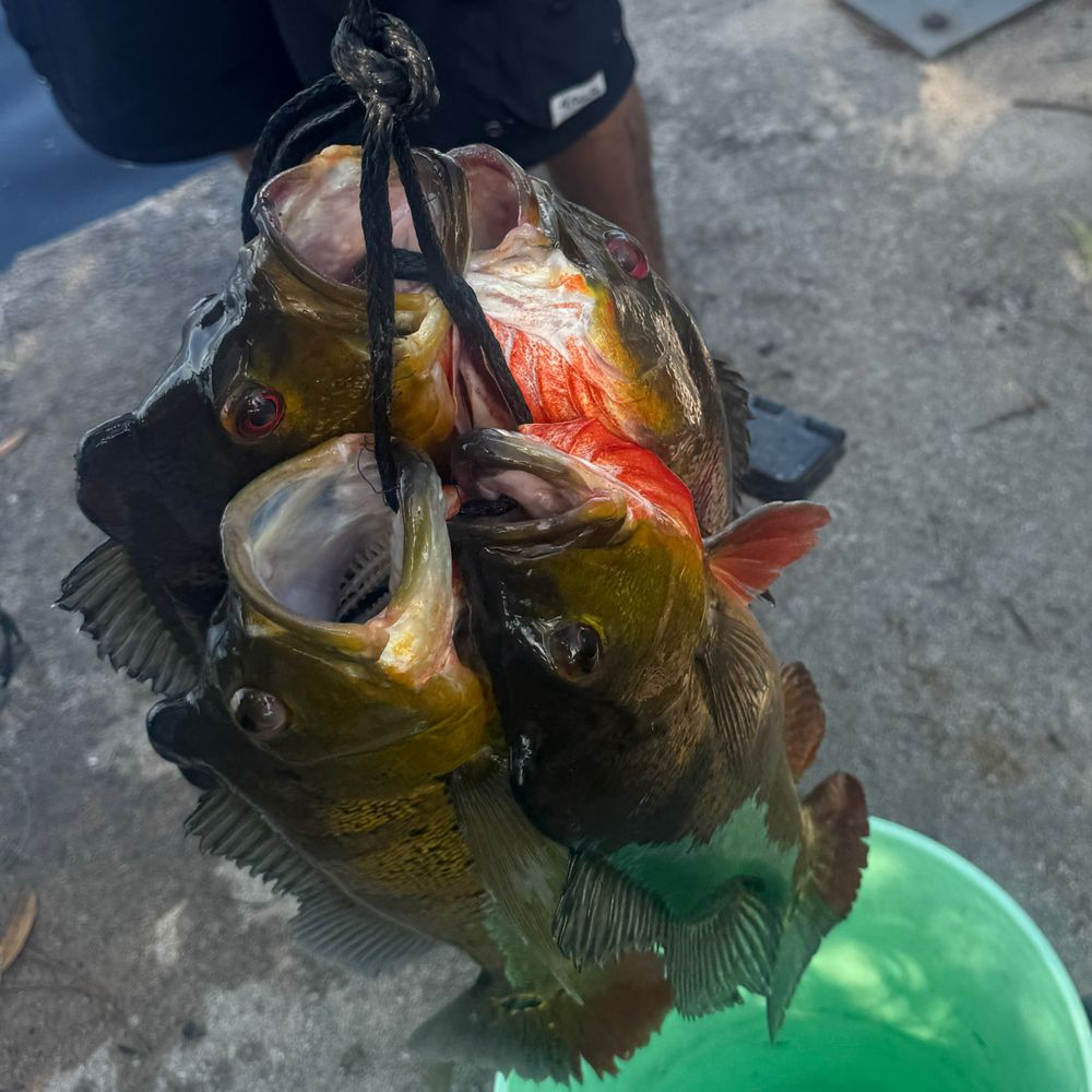 River Caloosahatchee 