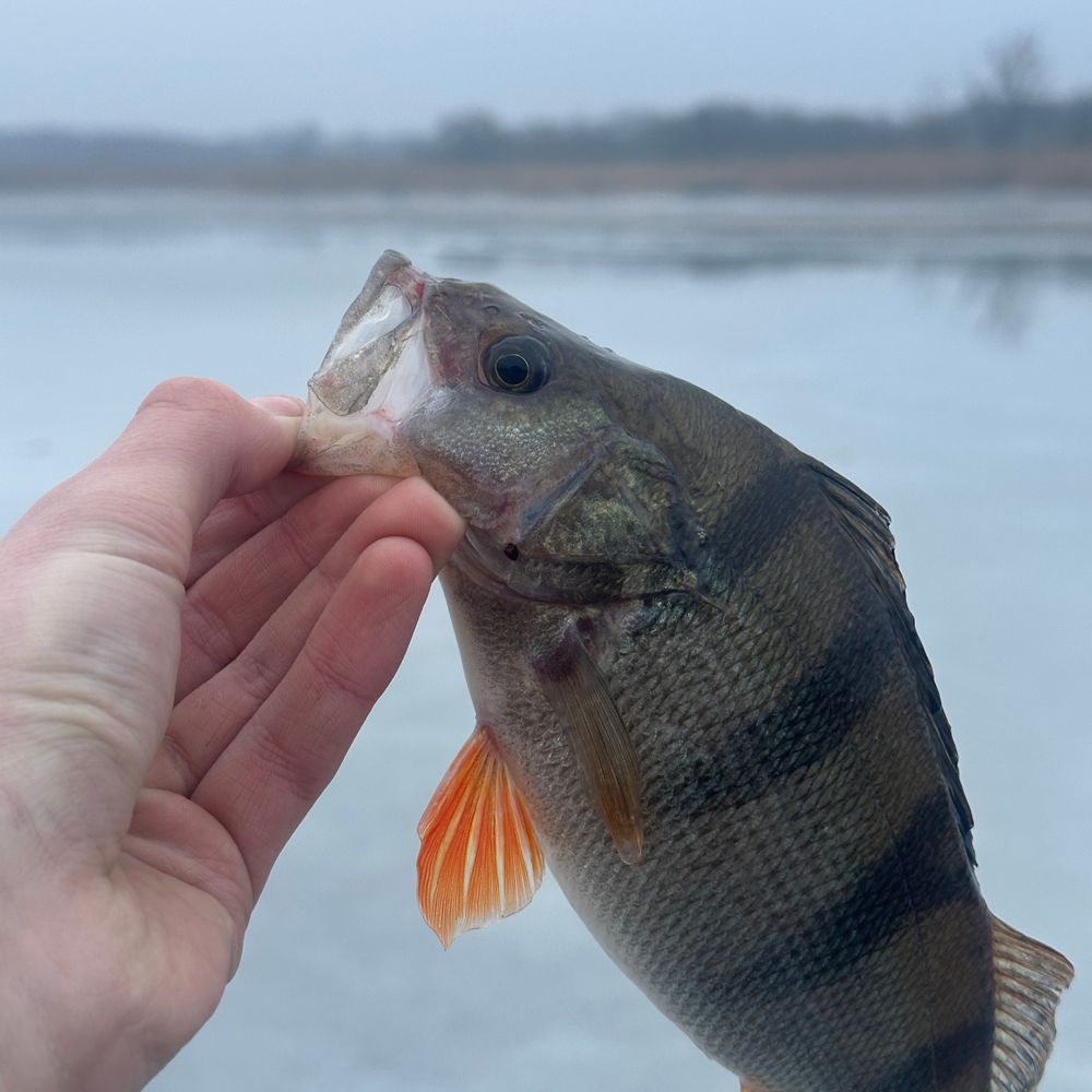 Водолій
