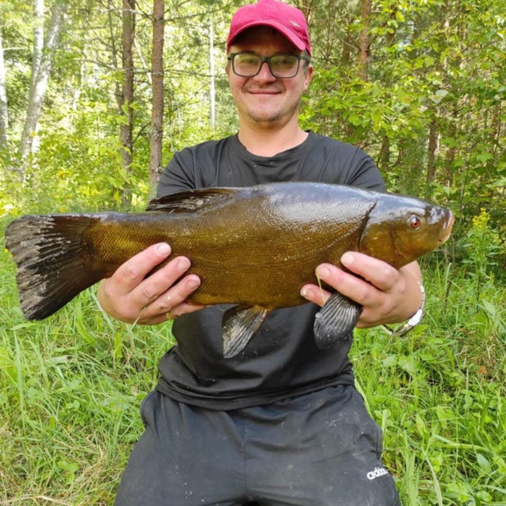 Tench