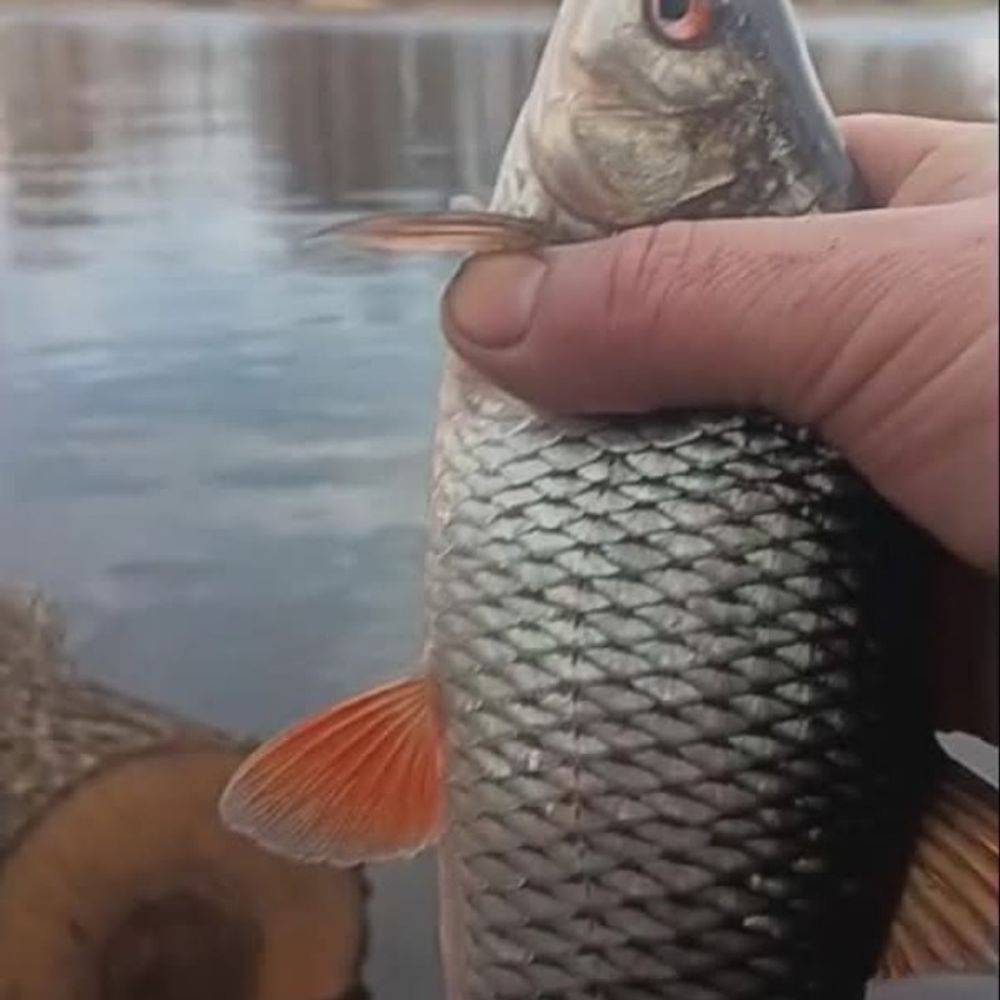 Salaca