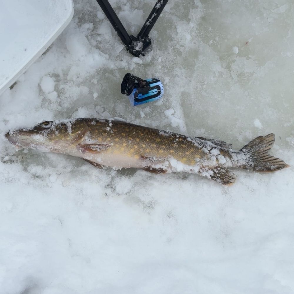 🎣