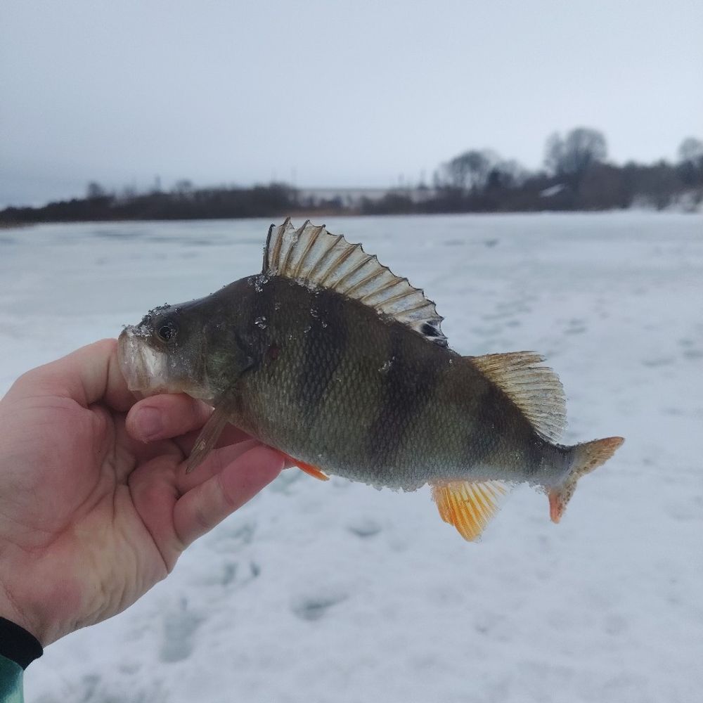 базаринці