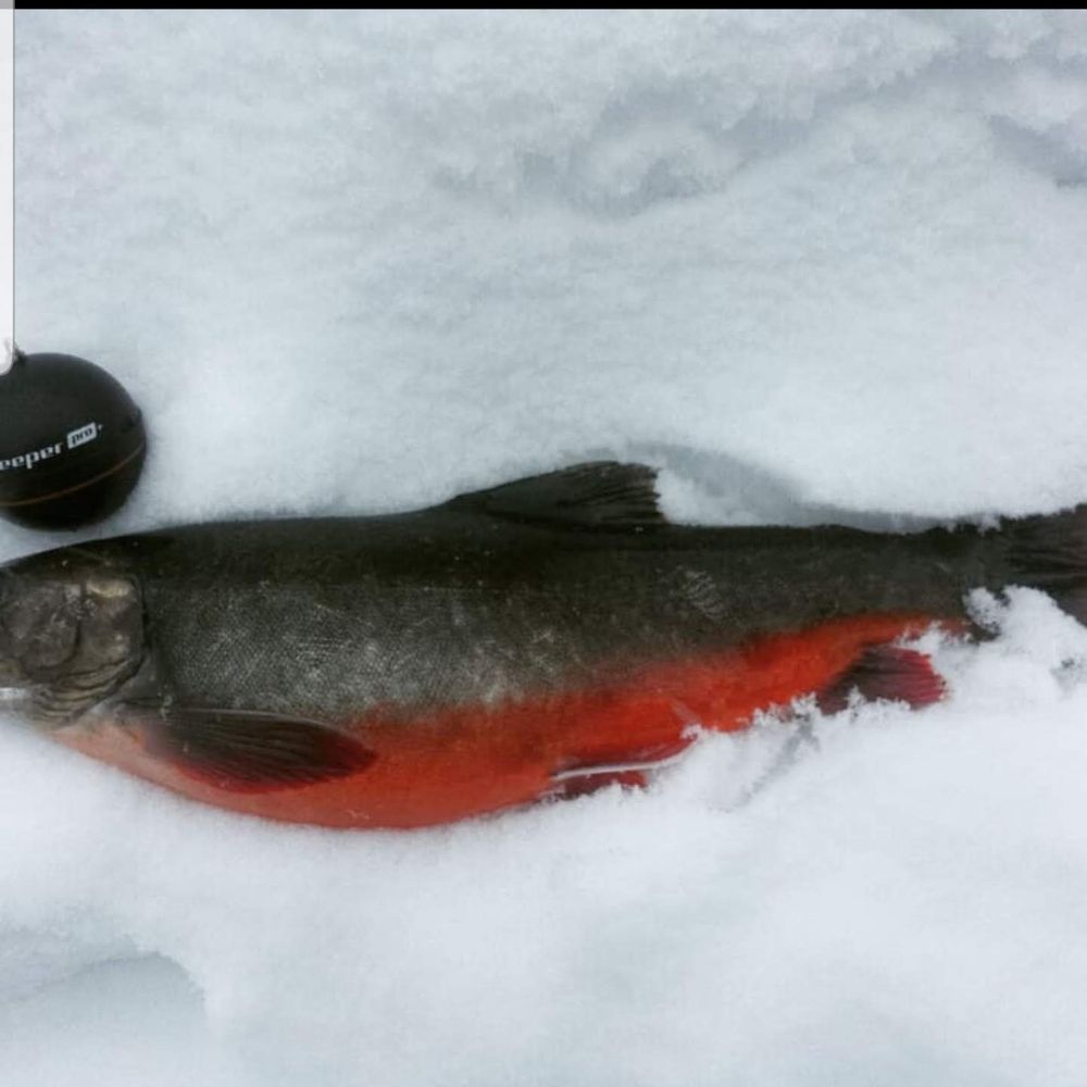 Perch