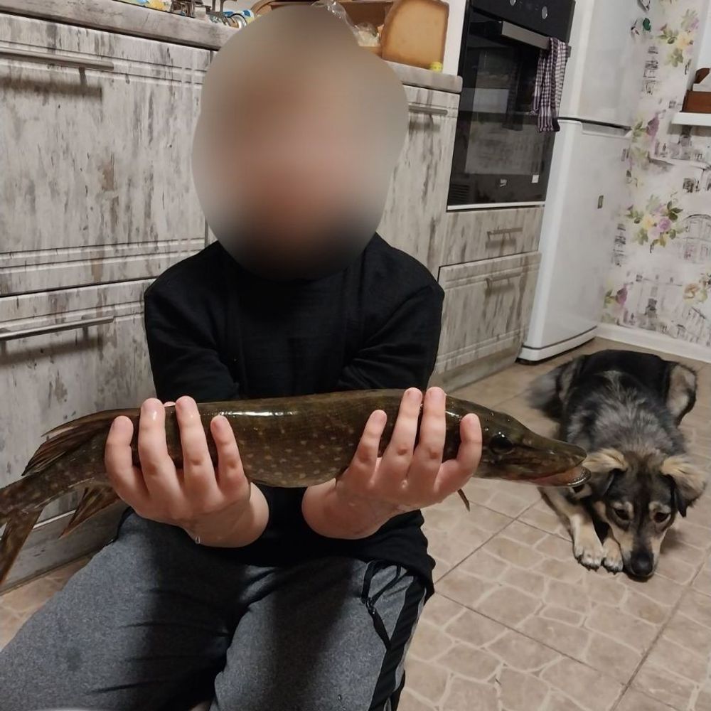 Щука