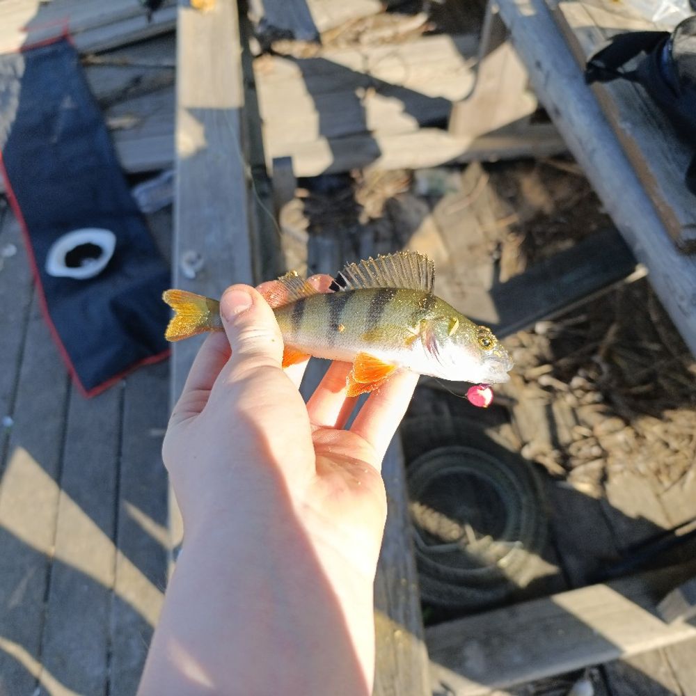 водобуд